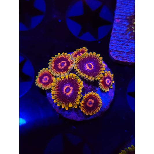 Jedi Mindtrick Zoanthid Frag WYSIWYG!