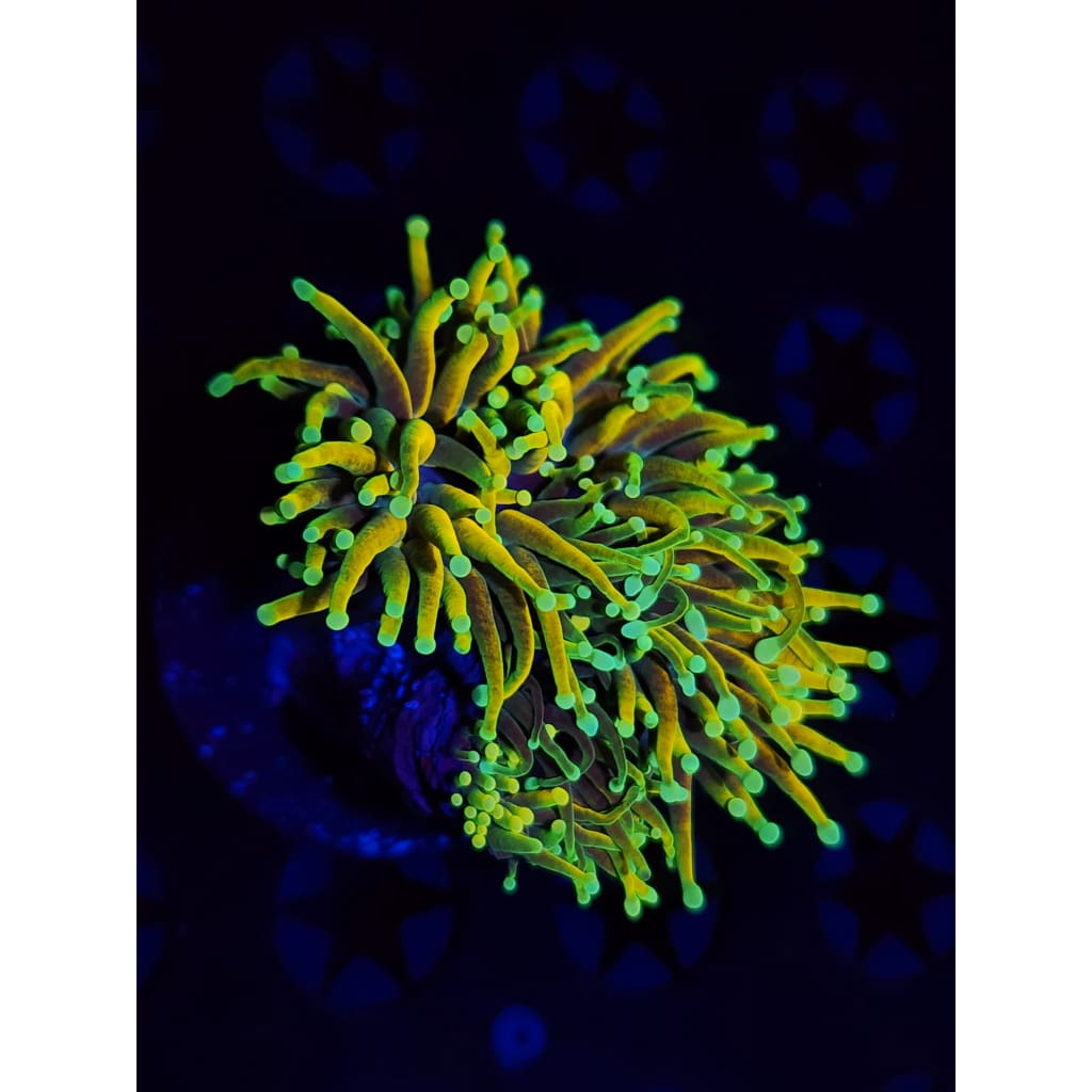 Jester Torch Coral WYSIWYG!