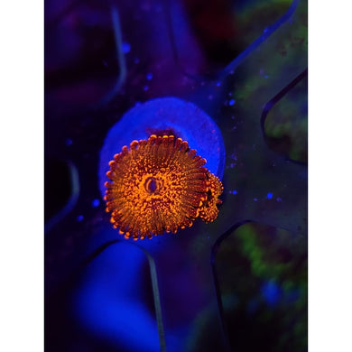 JF Azz Krak Zoanthid Frag WYSIWYG!