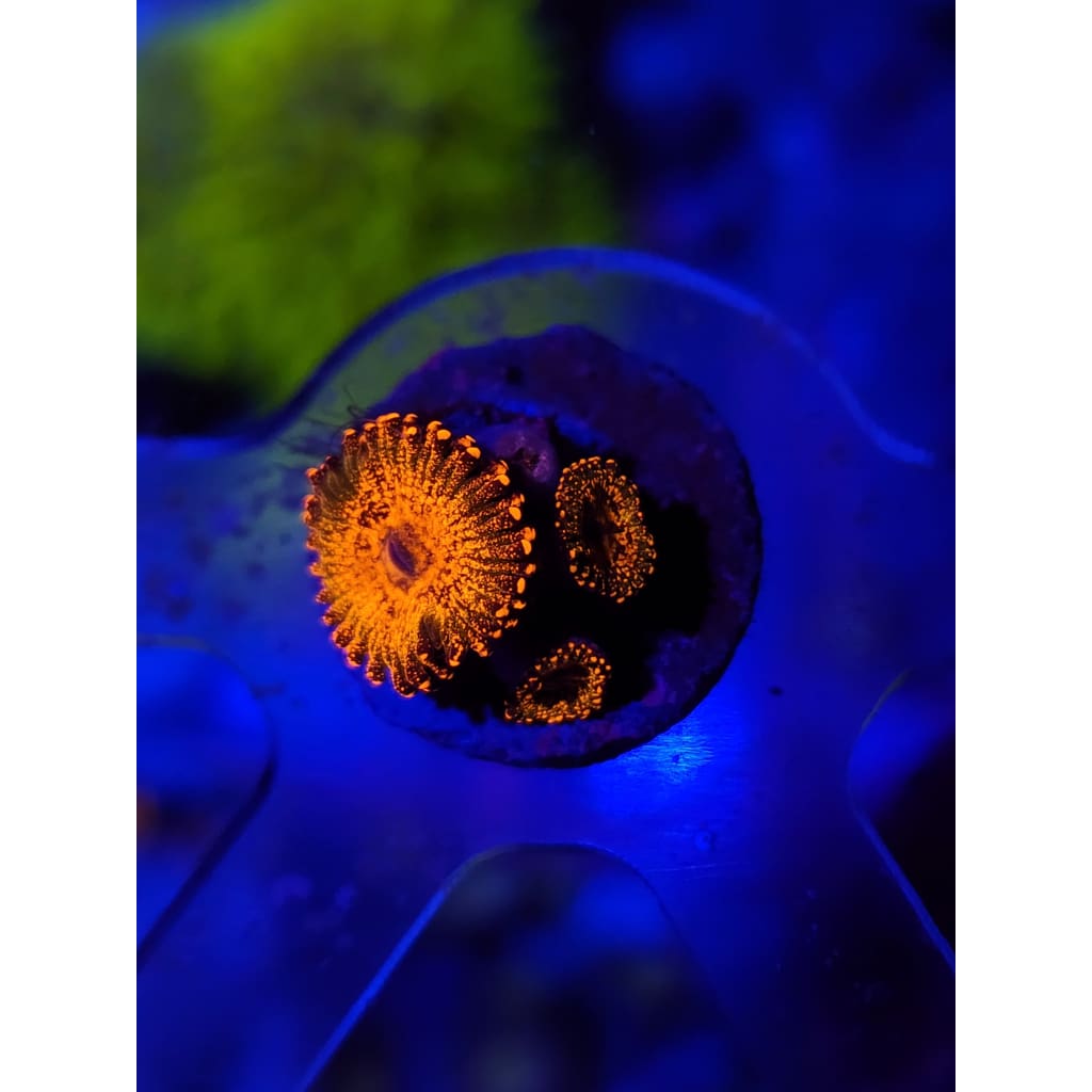 JF Azz Krak Zoanthid Frag WYSIWYG!