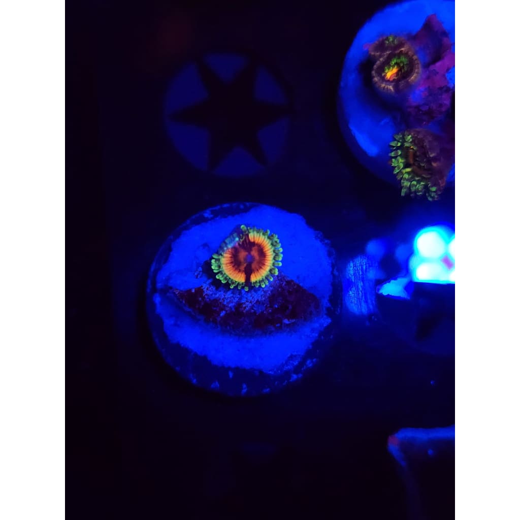 JF Bloodshot Zoanthid Frag WYSIWYG!