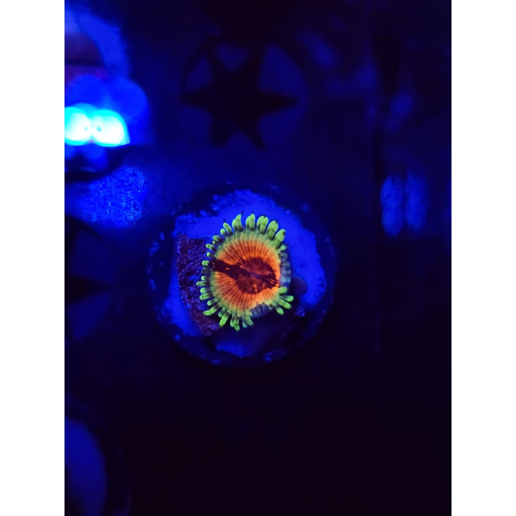 JF Bloodshot Zoanthid Frag WYSIWYG!