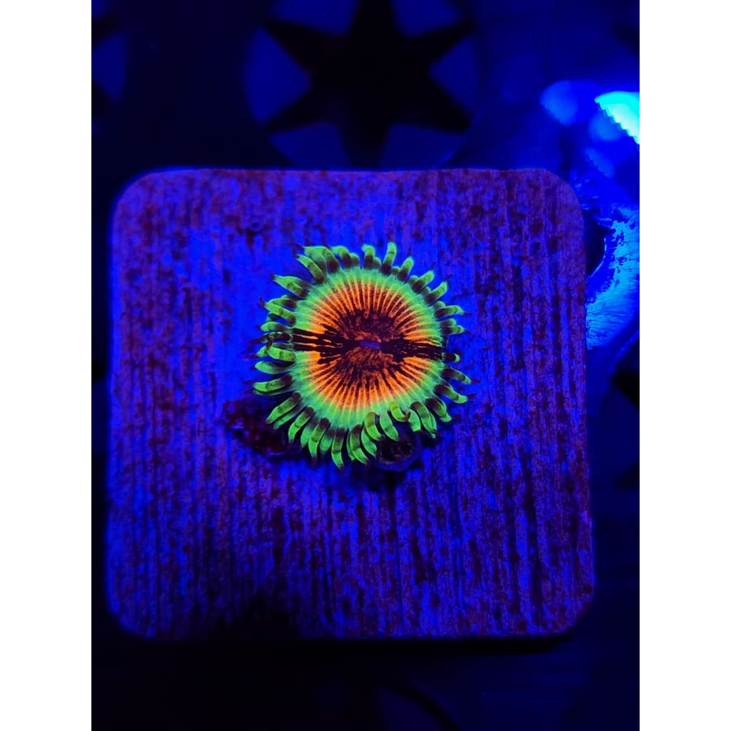 JF Bloodshot Zoanthid Frag WYSIWYG!