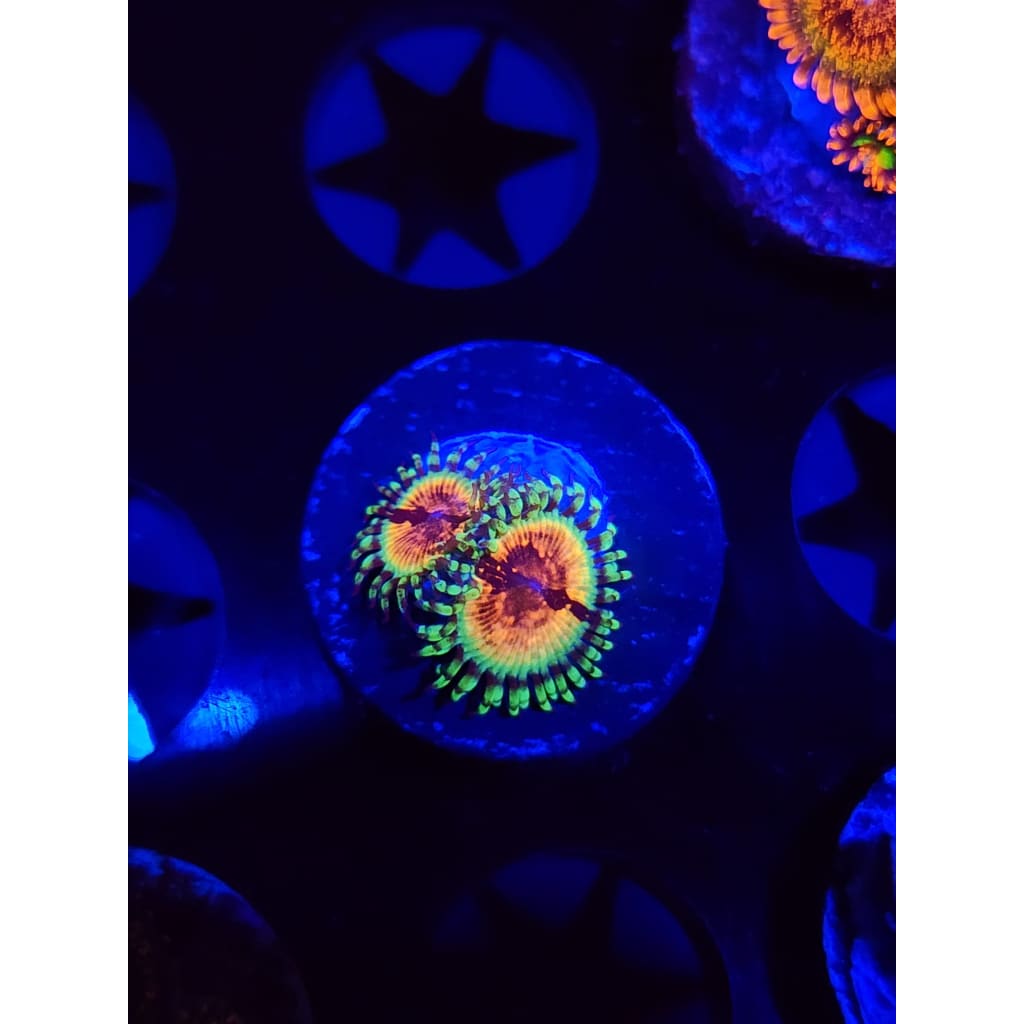 JF Bloodshot Zoanthid Frag WYSIWYG!