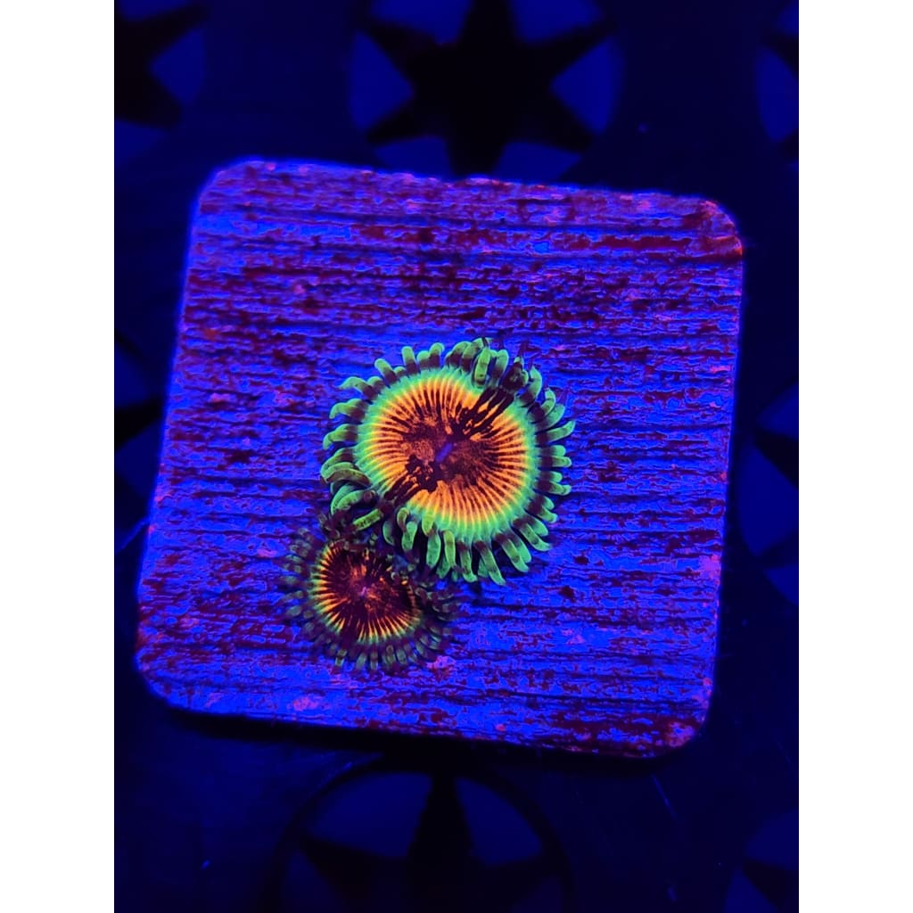 JF Bloodshot Zoanthid Frag WYSIWYG!