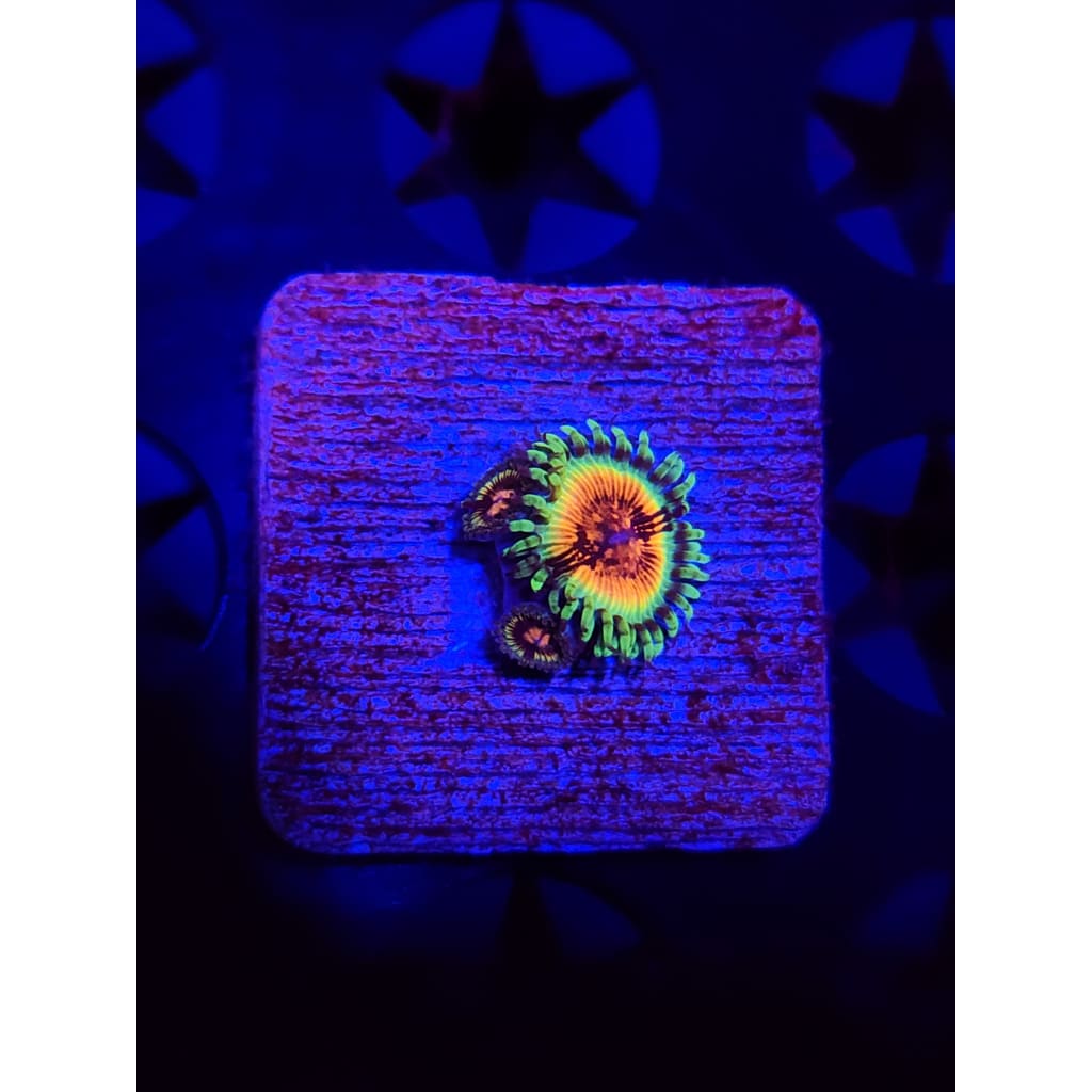 JF Bloodshot Zoanthid Frag WYSIWYG!
