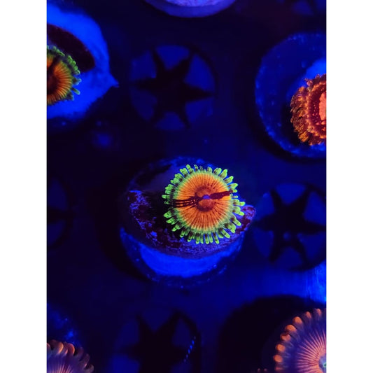 JF Bloodshot Zoanthid Frag WYSIWYG!