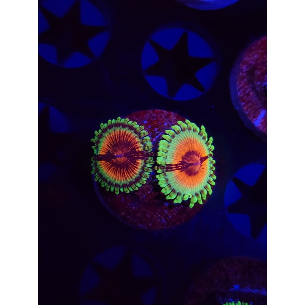 JF Bloodshot Zoanthid Frag WYSIWYG!