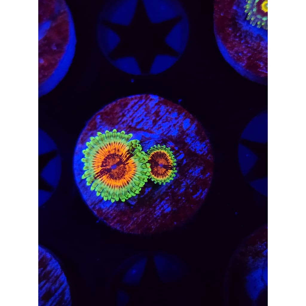 JF Bloodshot Zoanthid Frag WYSIWYG!