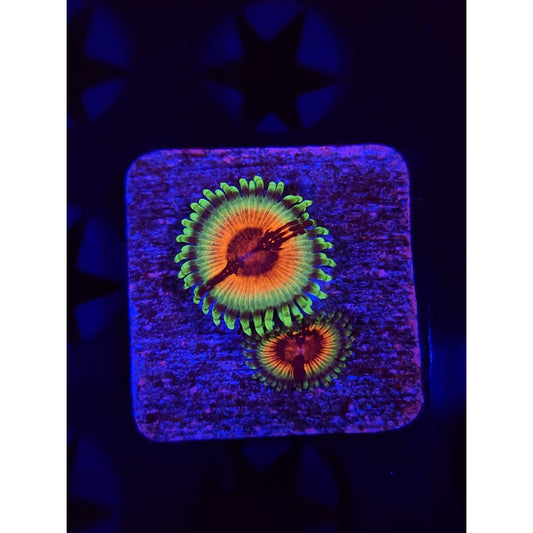 JF Bloodshot Zoanthid Frag WYSIWYG!