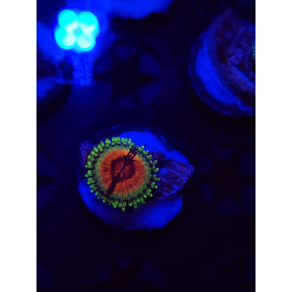 JF Bloodshot Zoanthid Frag WYSIWYG!