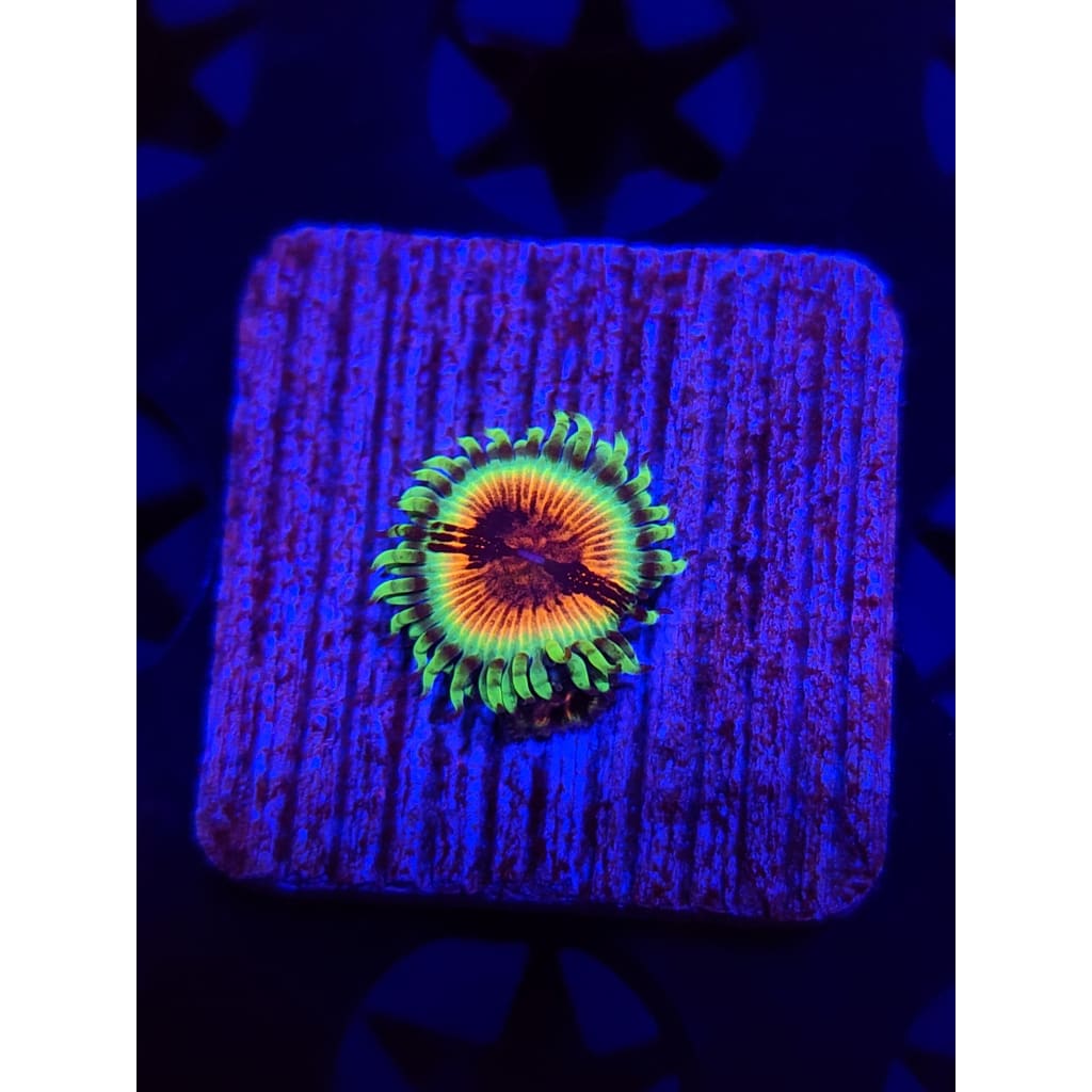 JF Bloodshot Zoanthid Frag WYSIWYG!