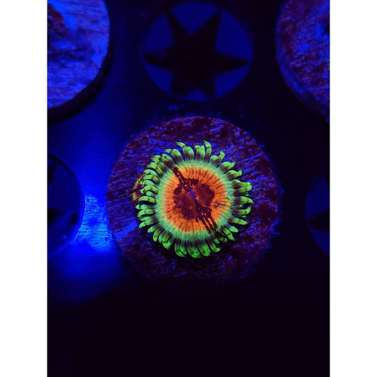 JF Bloodshot Zoanthid Frag WYSIWYG!