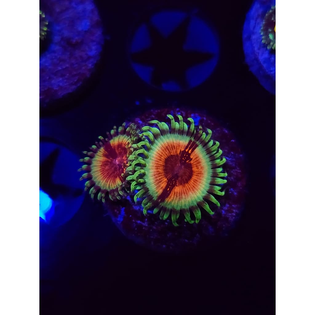JF Bloodshot Zoanthid Frag WYSIWYG!