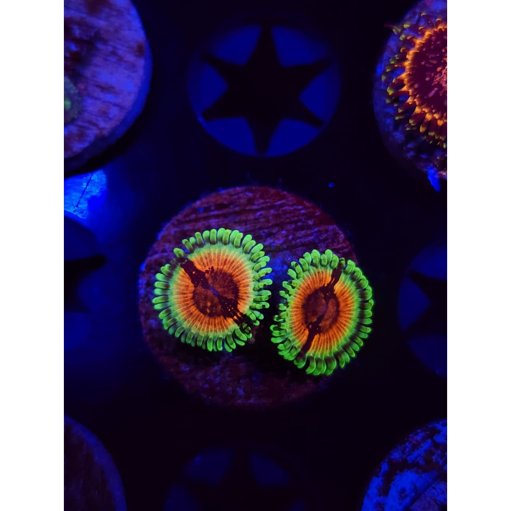 JF Bloodshot Zoanthid Frag WYSIWYG!