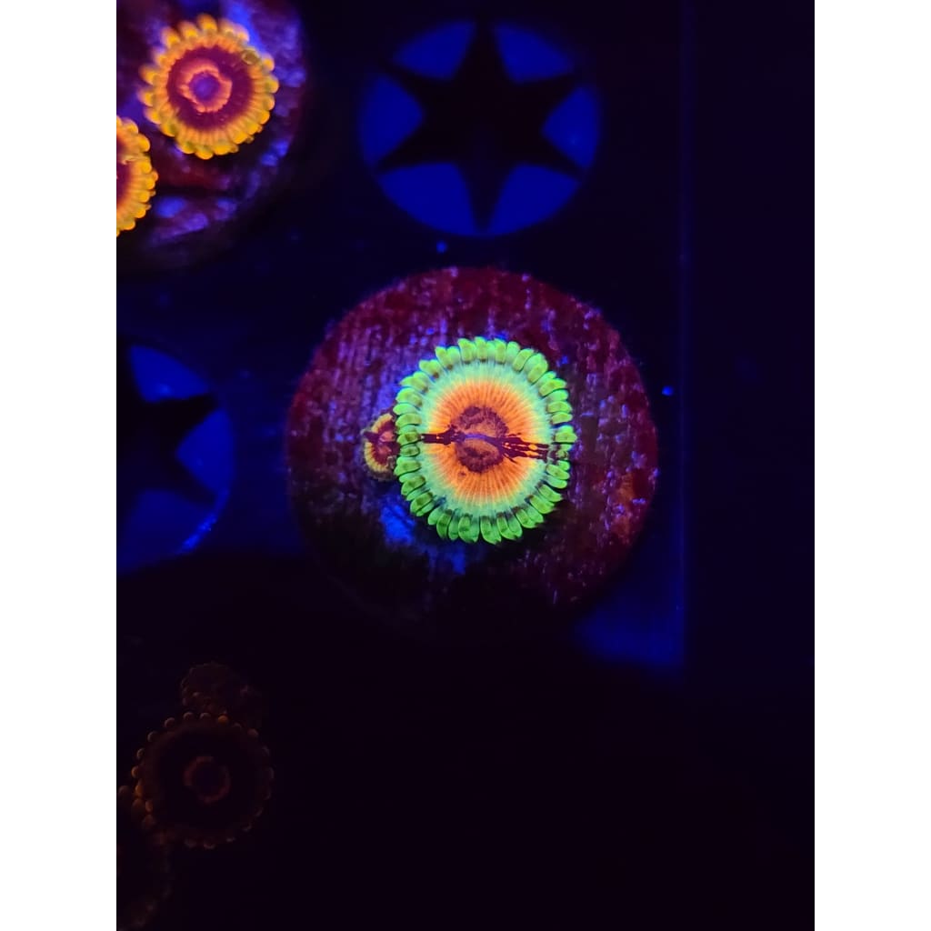 JF Bloodshot Zoanthid Frag WYSIWYG!