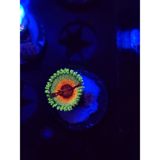 JF Bloodshot Zoanthid Frag WYSIWYG!