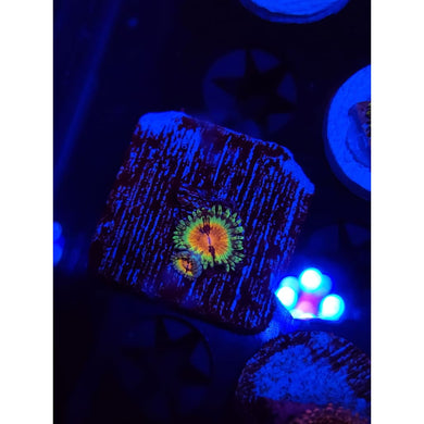 JF Bloodshot Zoanthid Frag WYSIWYG!