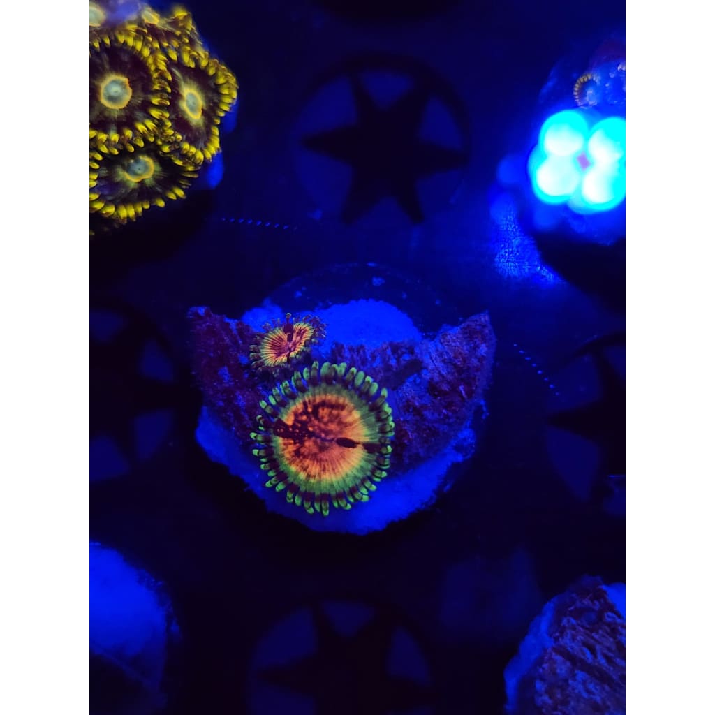 JF Bloodshot Zoanthid Frag WYSIWYG!