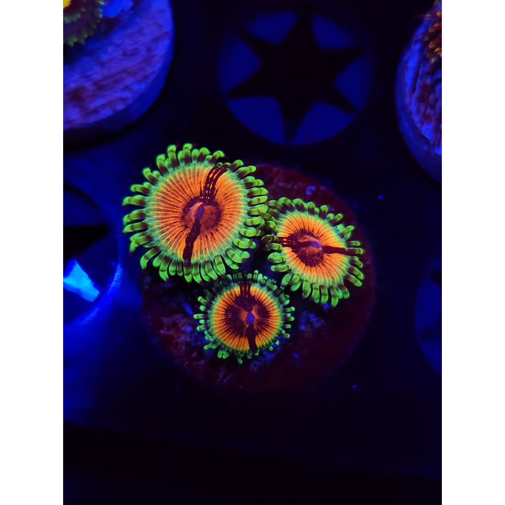 JF Bloodshot Zoanthid Frag WYSIWYG!