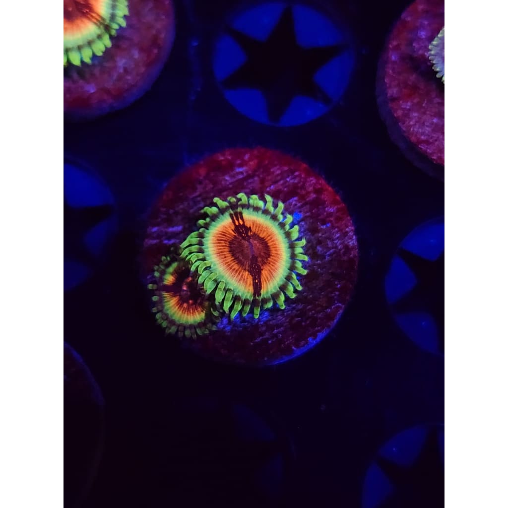 JF Bloodshot Zoanthid Frag WYSIWYG!