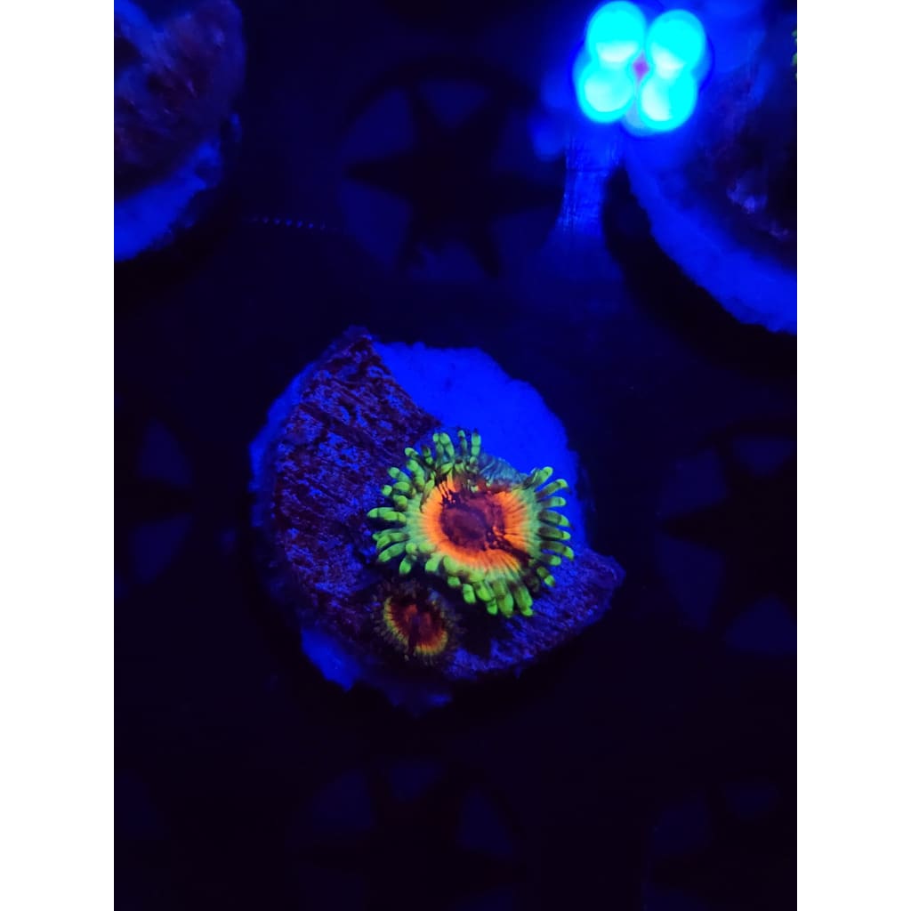 JF Bloodshot Zoanthid Frag WYSIWYG!