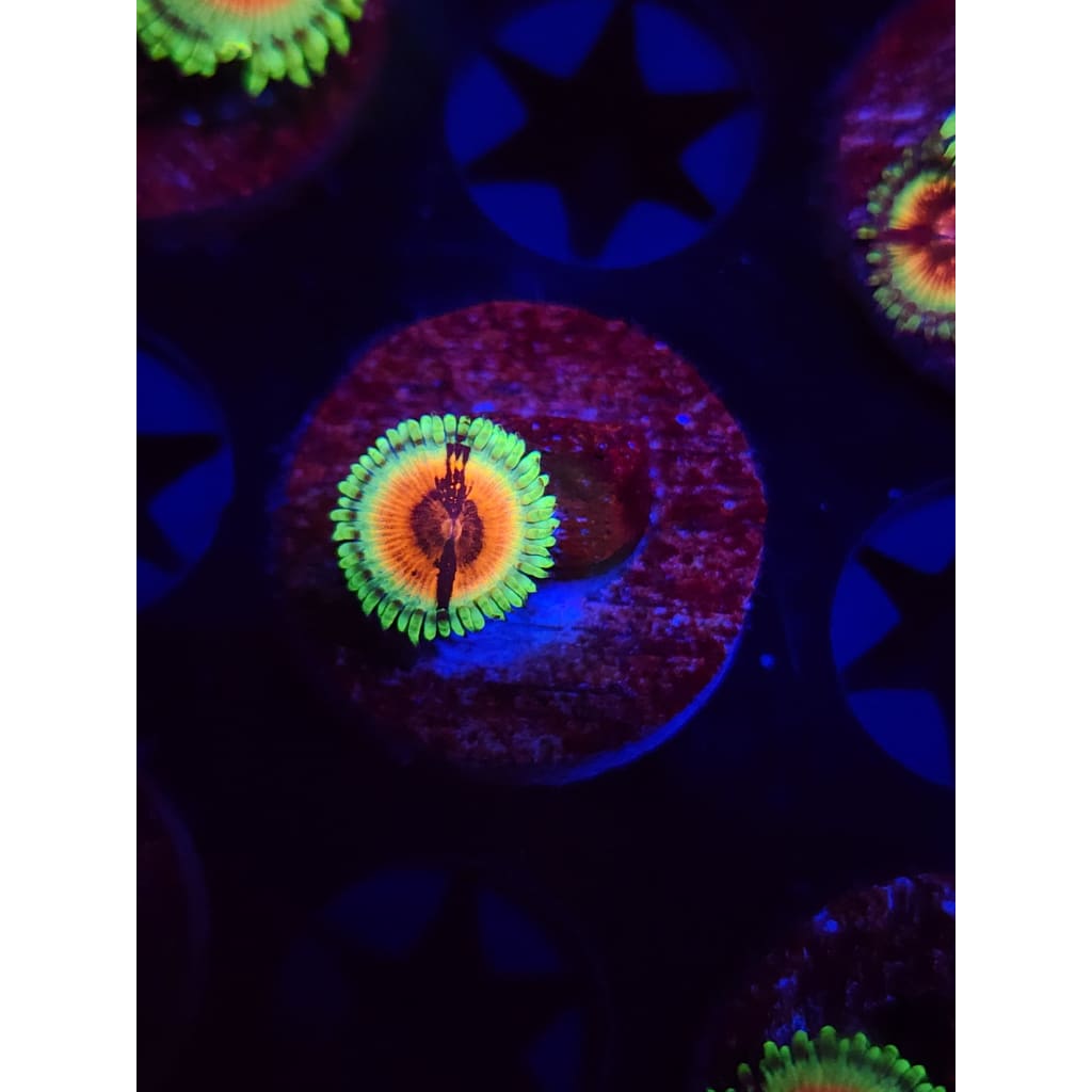 JF Bloodshot Zoanthid Frag WYSIWYG!