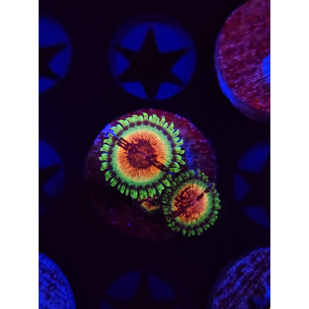 JF Bloodshot Zoanthid Frag WYSIWYG!