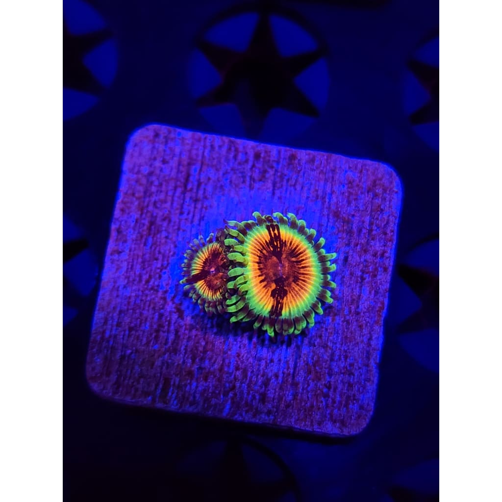 JF Bloodshot Zoanthid Frag WYSIWYG!