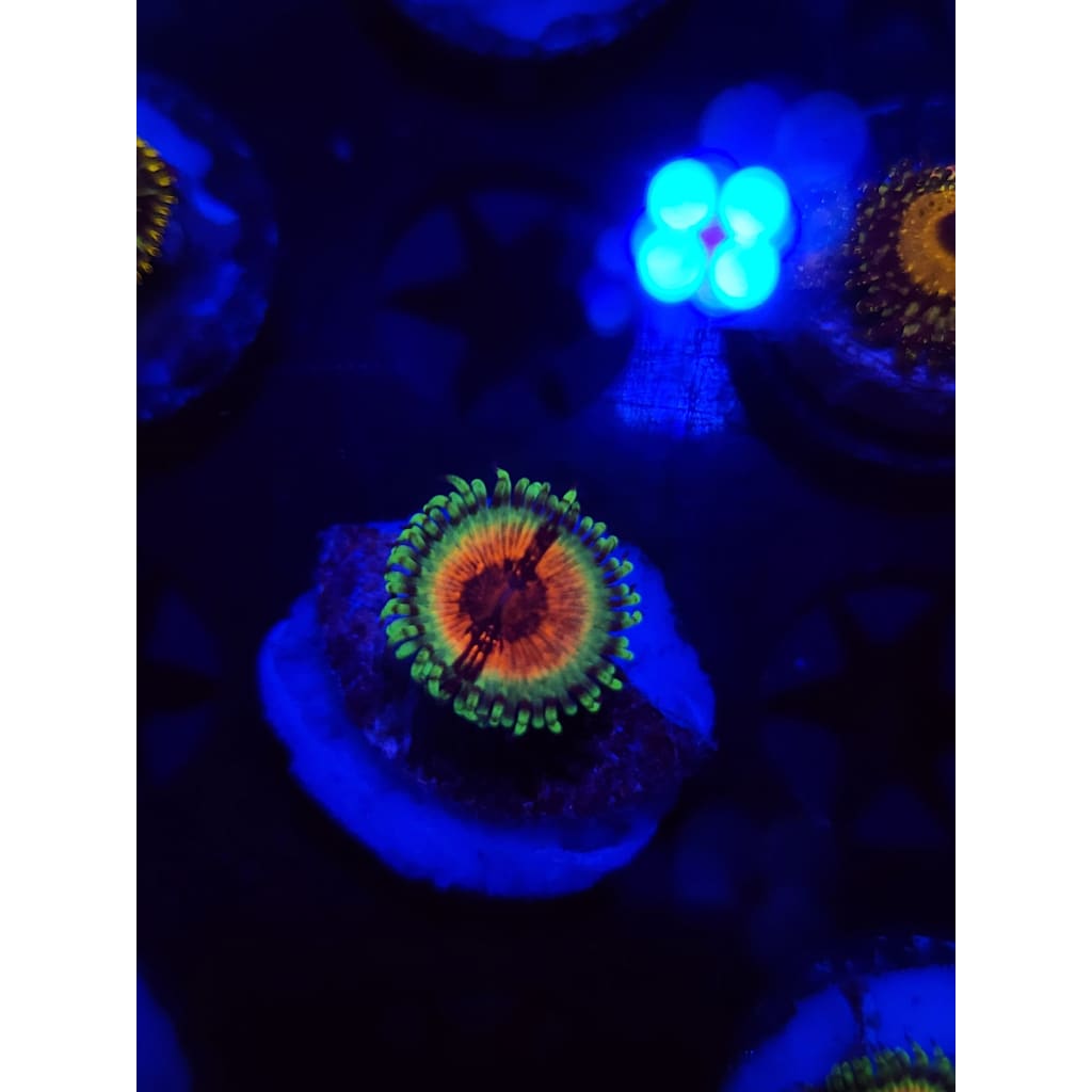 JF Bloodshot Zoanthid Frag WYSIWYG!