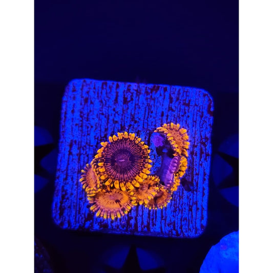 JF Burning Embers Zoanthid Frag WYSIWYG!