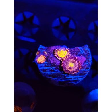 JF Cry Baby Zoanthid Frag WYSIWYG!