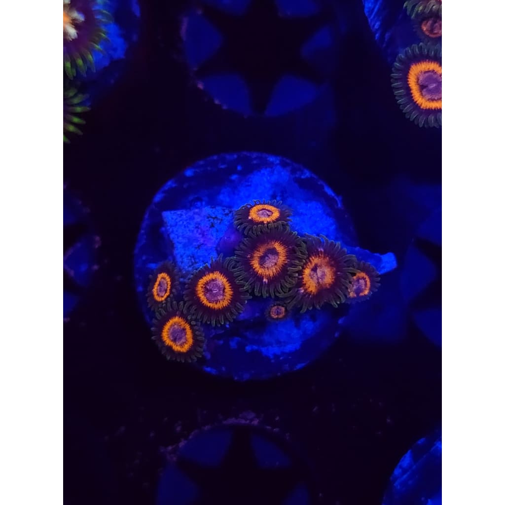JF Fairy Tales Zoanthid Frag WYSIWYG!