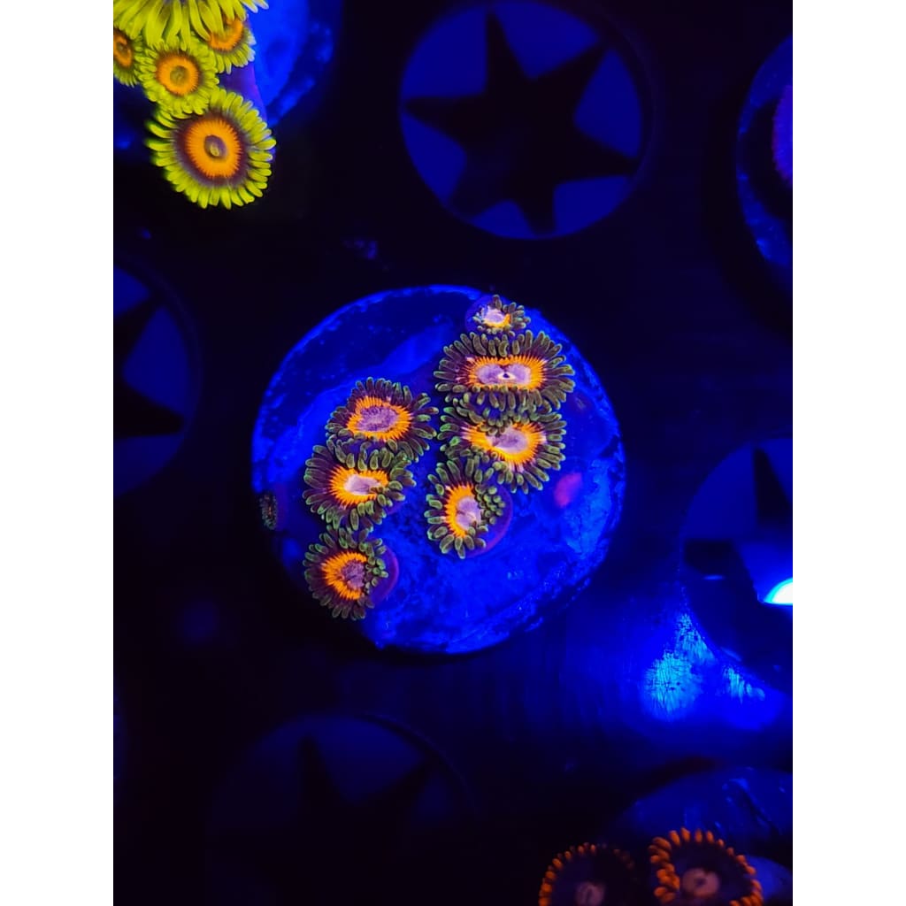 JF Fairy Tales Zoanthid Frag WYSIWYG!