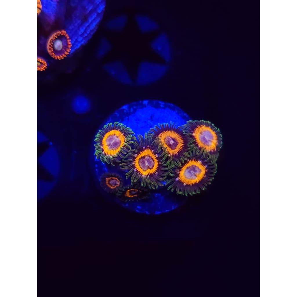 JF Fairy Tales Zoanthid Frag WYSIWYG!