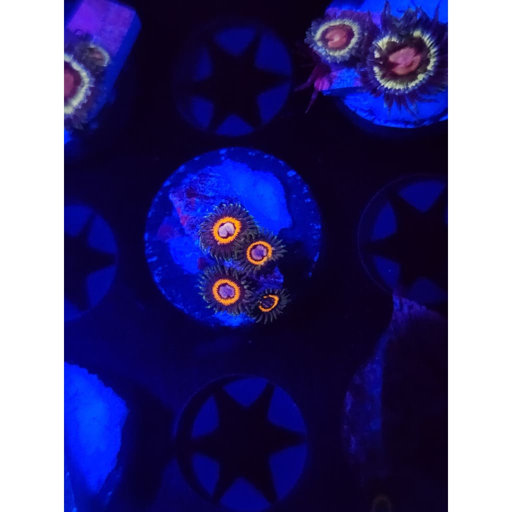 JF Fairy Tales Zoanthid Frag WYSIWYG!