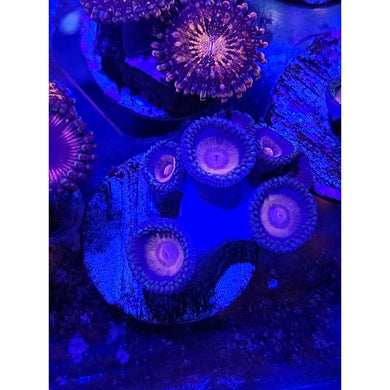 JF Punch Drunk Zoanthid Frag WYSIWYG!