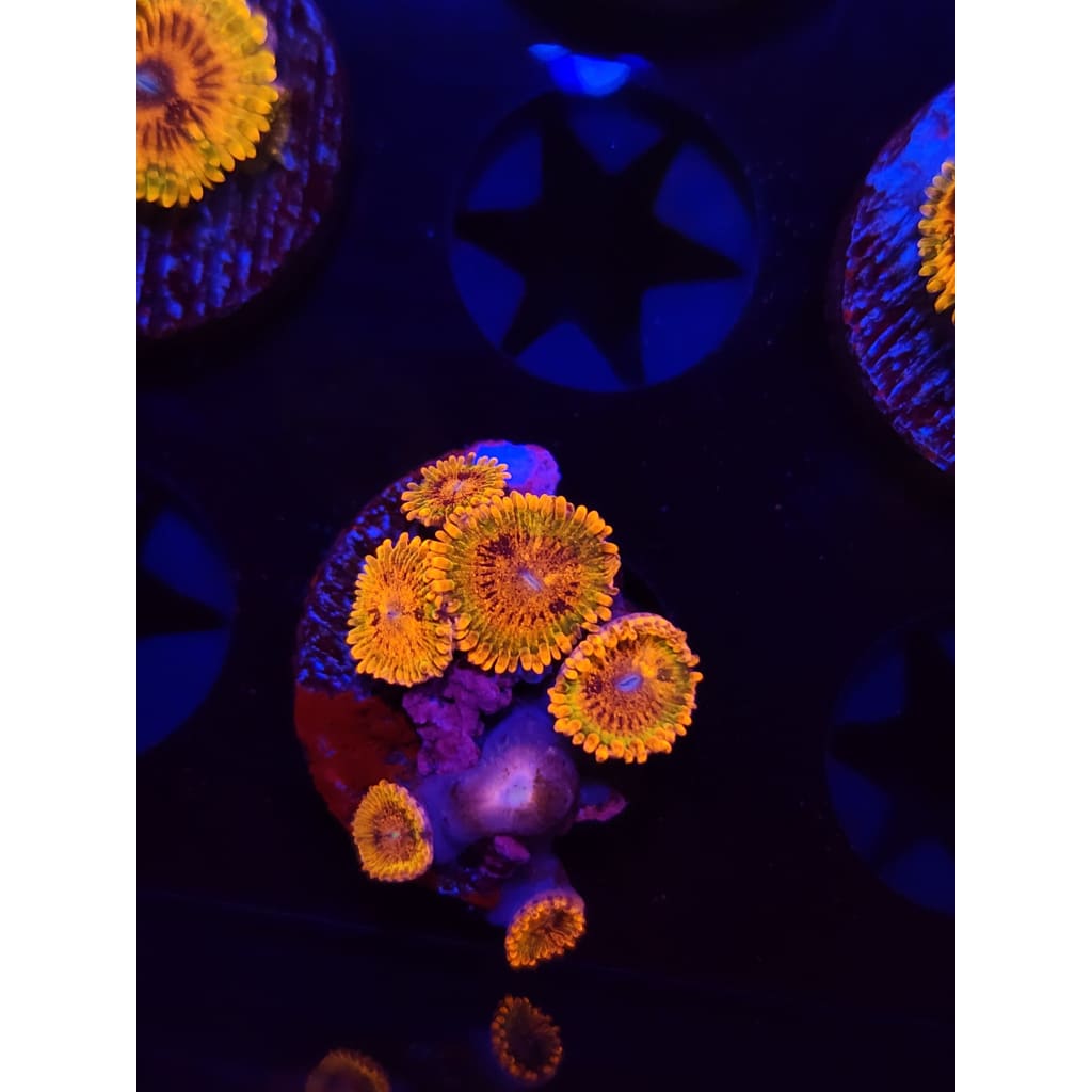 Daily Coral Deals! – Lowcountry Coral Boys