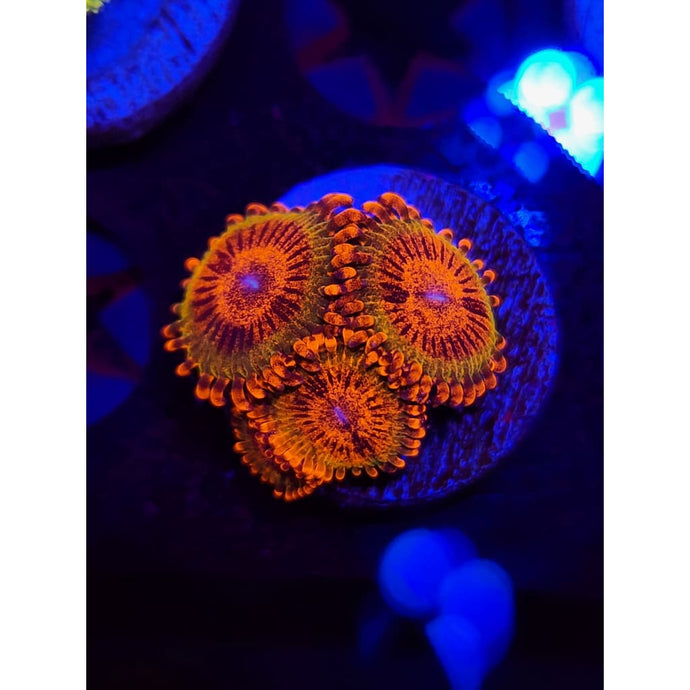 JF Speckled Krak Zoanthid Frag WYSIWYG!