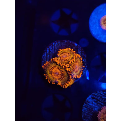 JF Speckled Krak Zoanthid Frag WYSIWYG!