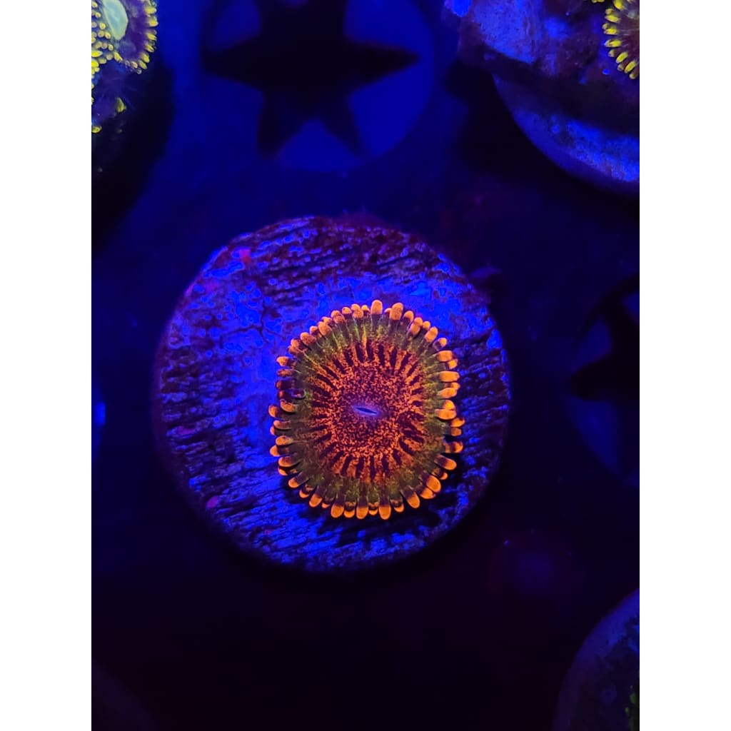 JF Speckled Krak Zoanthid Frag WYSIWYG!