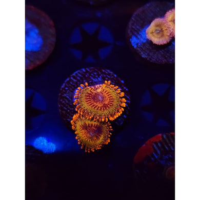 JF Speckled Krak Zoanthid Frag WYSIWYG!