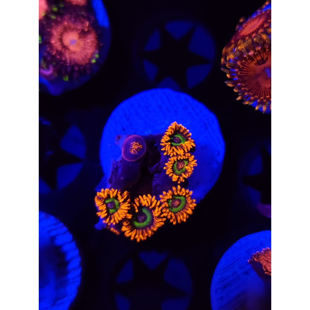 JF Vegas Strip Zoanthid Frag WYSIWYG!