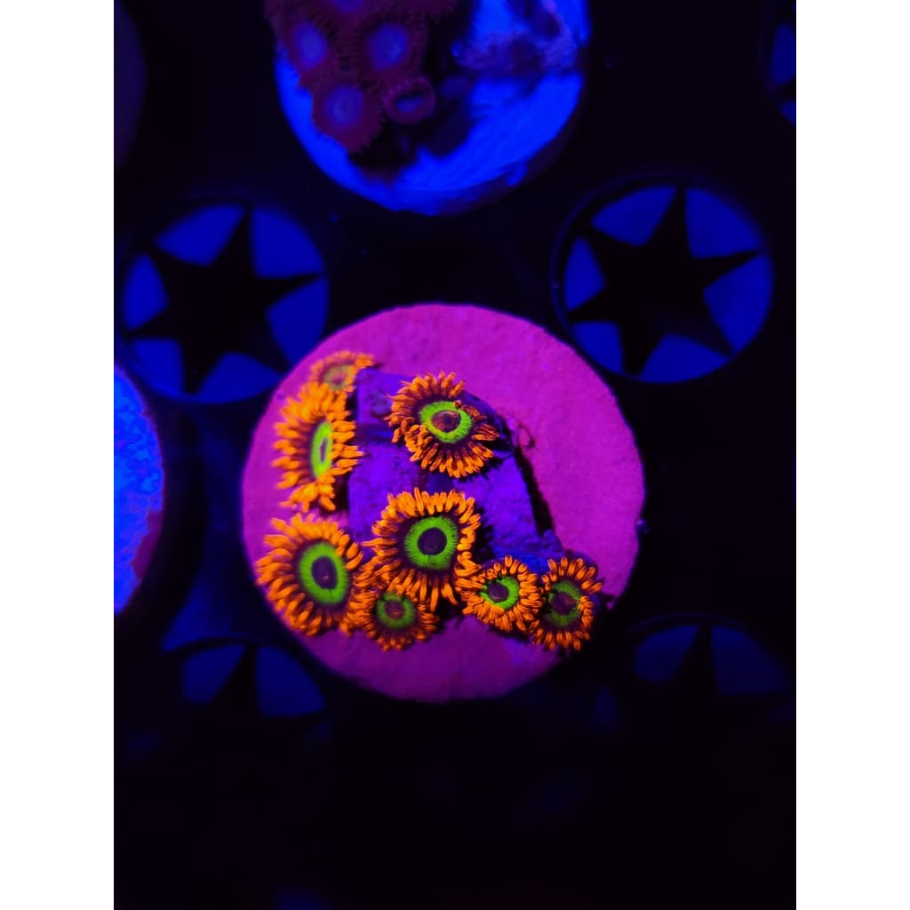 JF Vegas Strip Zoanthid Frag WYSIWYG!