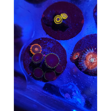 Joker Combo Zoanthid Frag WYSIWYG!