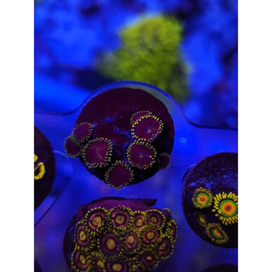 Joker Zoanthid Frag WYSIWYG!