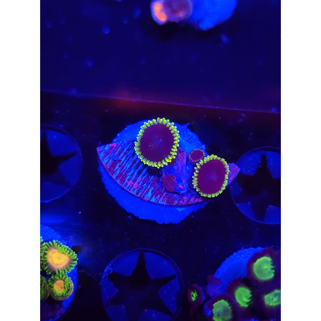 Joker Zoanthid Frag WYSIWYG!