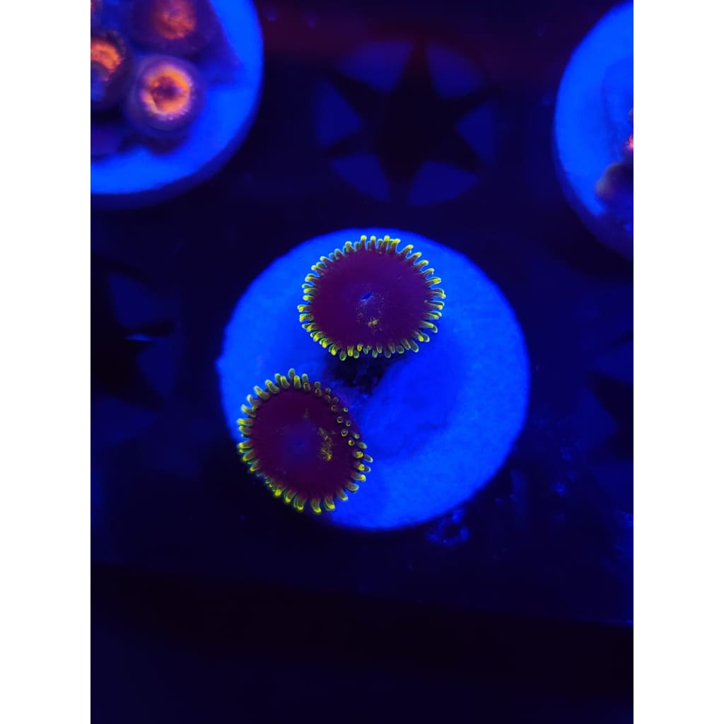 Joker Zoanthid Frag WYSIWYG!