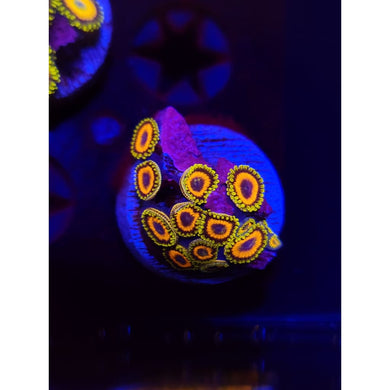 Jungle Juice Zoanthid Frag WYSIWYG!