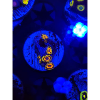 Jungle Juice Zoanthid Frag WYSIWYG!